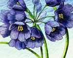 Bluebells in the Wind