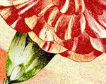 Carnation