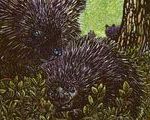 Baby Porcupette