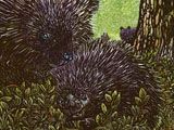 Baby Porcupette at the Kenspeckle Letterpress