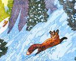 Lutsen Fox