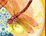 Dragonfly Seed