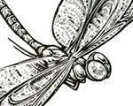 Fulgent Bit (Dragonfly)