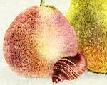 Sunday Morning Pears