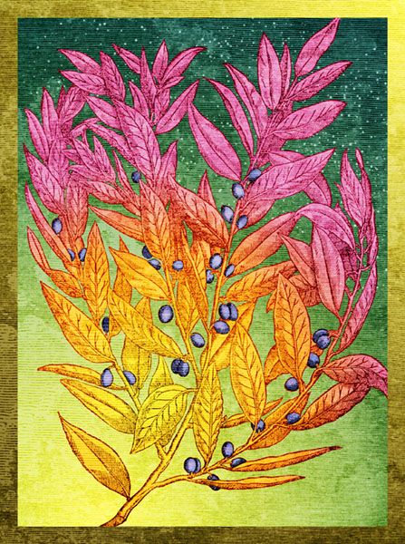 Rick Allen: Flaming Bay Laurel