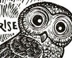 Surprise Owl