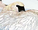 Dream of the Tundra Swans