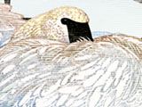 Dream of the Tundra Swans at the Kenspeckle Letterpress