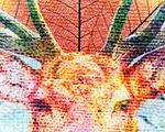 Deer Spirit Moon