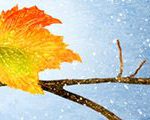 Fall Into Winter