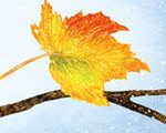 Fall Into Winter