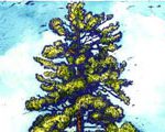 Sentinel Pine