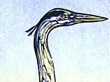 Great Tall Blue Heron at the Kenspeckle Letterpress