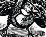 Blue Jay