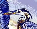 Blue Heron Rookery, Canada