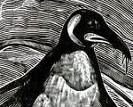 Emperor Penguin