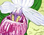 Very Showy Lady Slipper