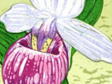 Very Showy Lady Slipper at the Kenspeckle Letterpress