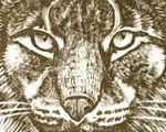 Lynx