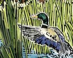 Mallard