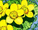 Marsh Marigolds