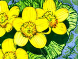 Marsh Marigolds at the Kenspeckle Letterpress