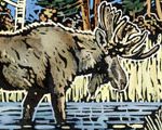 Moose