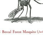 Chainsaw Mosquito