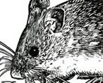 Field Mouse