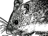 Field Mouse at the Kenspeckle Letterpress