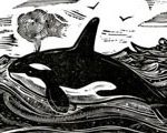 Orca