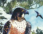 Peregrine