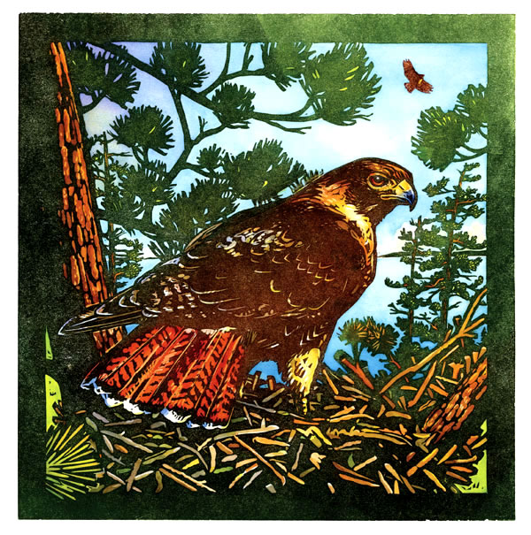 Rick Allen: Hawk Ridge Red Tail