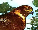 Hawk Ridge Red Tail