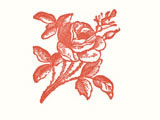 Rose Thank You at the Kenspeckle Letterpress