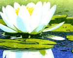Water Lily