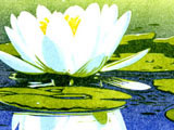 Water Lily at the Kenspeckle Letterpress