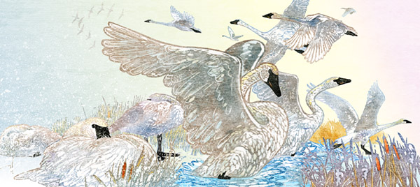 Rick Allen: Migration (of the Tundra Swans)