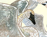 Migration (of the Tundra Swans)