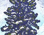 Winter Sentinel