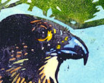 Peregrine