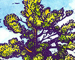 Sentinel Pine – 2nd Edition